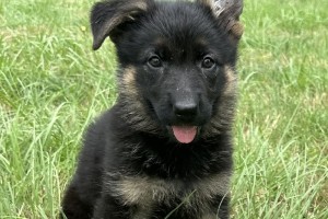 Macie vom Nevadahaus - German Shepherd Puppies