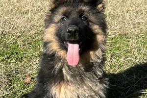 Zoltan vom Lausitzer Seenland - Previous Puppy Litters