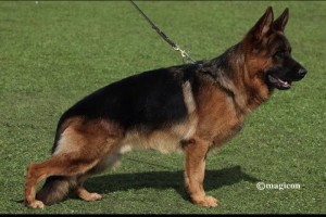 Puppies of VA Arminius and Mette *Special Import Litter* - Previous Puppy Litters
