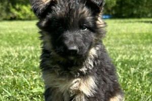 Iceman vom Nevadahaus - Previous Puppy Litters