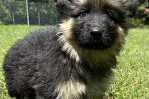 Idris vom Nevadahaus - Older German Shepherd Puppies