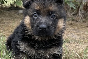 Ike vom Nevadahaus - Previous Puppy Litters