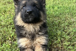 Ingrid vom Nevadahaus - Previous Puppy Litters