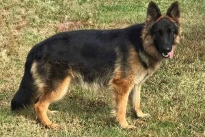 Irish von der Freiheit Westerholt - Retired German Shepherd