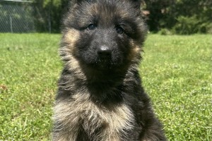 Iroq vom Nevadahaus - Older German Shepherd Puppies