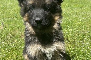 Iska vom Nevadahaus - Previous Puppy Litters