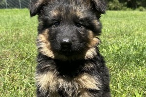 Iwan vom Nevadahaus - Previous Puppy Litters