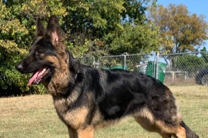 Jetta vom Jarenhaus - Retired German Shepherd