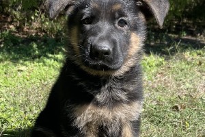 Kameron vom Nevadahaus - Previous Puppy Litters