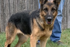 Kashmir vom Nevadahaus - Retired German Shepherd