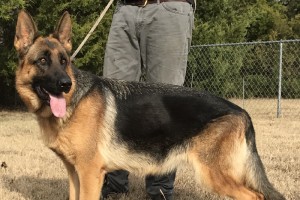 Kismet vom Nevadahaus - Retired German Shepherd
