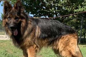 V Lenny vom Bierstadter Hof IPO1 - Retired German Shepherd