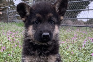 Lucas vom Nevadahaus - Previous Puppy Litters