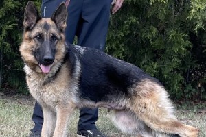 SG Meila vom Zellwaldrand - German Shepherd Breeding Females