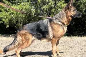 V Mette vom Lausitzer Seenland IGP1 KKL - German Shepherd Breeding Females