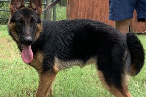 Michele vom Nevadahaus - Previous Puppy Litters
