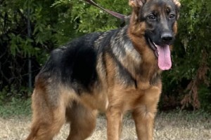 Milka von der Wiehenallee - German Shepherd Breeding Females