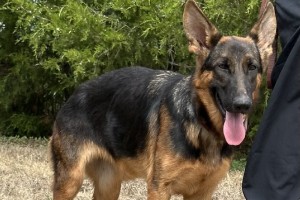 Milky Way von der Wiehenallee - Imported German Shepherds for Sale
