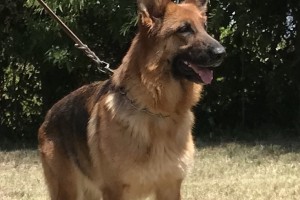 Osha vom Nevadahaus - Retired German Shepherd