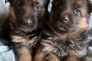 Puppies of Abby and Casmir born 01/09/2024 - German Shepherd Puppies