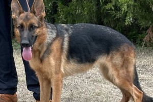 Qene von der Freiheit Westerholt - Imported German Shepherds for Sale