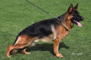 V Quanto vom Fort C IGP1 KKL - German Shepherd Studs
