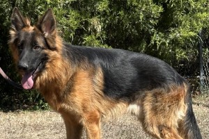 Quentin vom Nevadahaus - German Shepherd Studs