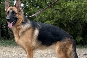 Quimby vom Nevadahaus - German Shepherd Breeding Females