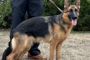 Quinn vom Nevadahaus - German Shepherd Breeding Females