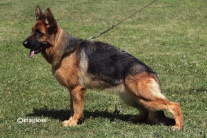 SG Kelly vom Trompetersprung - Retired German Shepherd