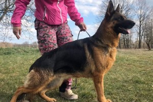 SG Nimea vom Haus Tchorz IPO1 KKL - Retired German Shepherd