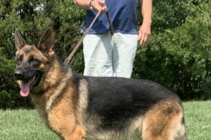 Sabrina vom Nevadahaus - Retired German Shepherd