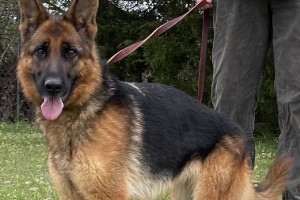 Sadja vom Nevadahaus - German Shepherd Breeding Females