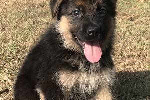 Sansa vom Nevadahaus **Sold** - Previous Puppy Litters