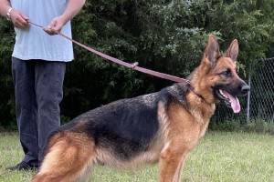 Shelby vom Nevadahaus - German Shepherd Breeding Females