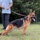 PUPPIES OF QUANTO AND SHELBY - $