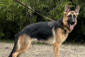 Summer vom Nevadahaus - Previous Puppy Litters