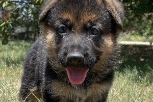 Tanner vom Nevadahaus - Previous Puppy Litters