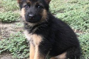 Tara vom Nevadahaus **Sold** - Previous Puppy Litters