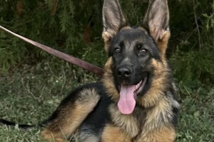 Uba vom Zellwaldrand - Previous Puppy Litters
