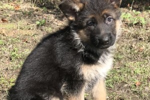 Ulia vom Nevadahaus **Sold** - Previous Puppy Litters