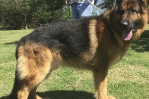 V Uran von der Wiehenallee IPO3 KKL - Retired German Shepherd