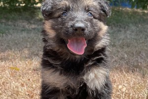 Usher vom Nevadahaus - Previous Puppy Litters
