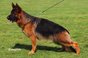 V Mec von der Freiheit Westerholt IGP 3 KKL - German Shepherd Studs