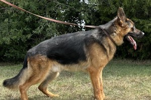 V Shaggy vom Neuen Berg IGP1 KKL - German Shepherd Studs