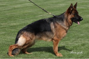 V Wendy vom Suentelstein IPO1 KKL - Retired German Shepherd