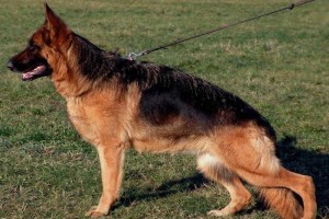 V Xia vom Hauswalder Bach IPO1 KKL - Retired German Shepherd