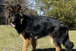 Vickie vom Nevadahaus - Previous Puppy Litters