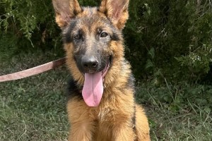 Vinzent vom Zellwaldrand - Older German Shepherd Puppies