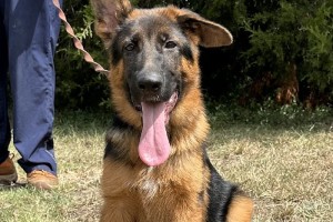 Vitus vom Zellwaldrand - Older German Shepherd Puppies